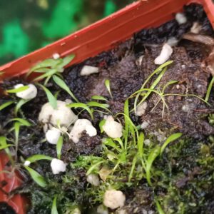 Utricularia dichotoma 'Victoria, Australien'