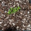 Utricularia welwitschii