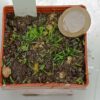 Utricularia welwitschii