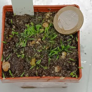 Utricularia welwitschii