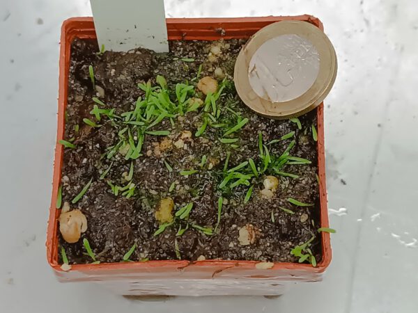 Utricularia welwitschii