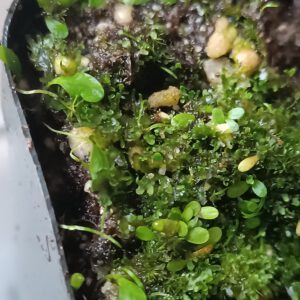Utricularia warburgii + subulata