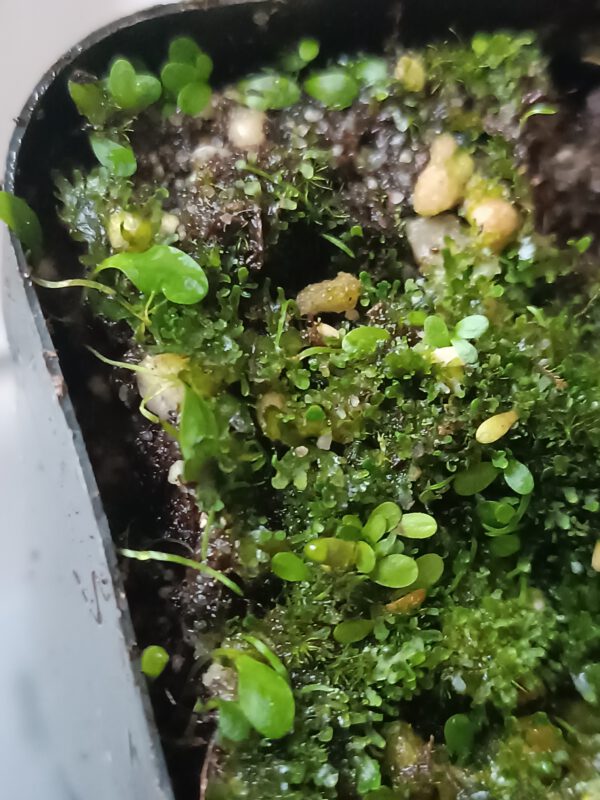 Utricularia warburgii + subulata