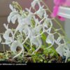 Utricularia sandersonii