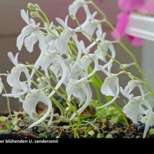 Utricularia sandersonii