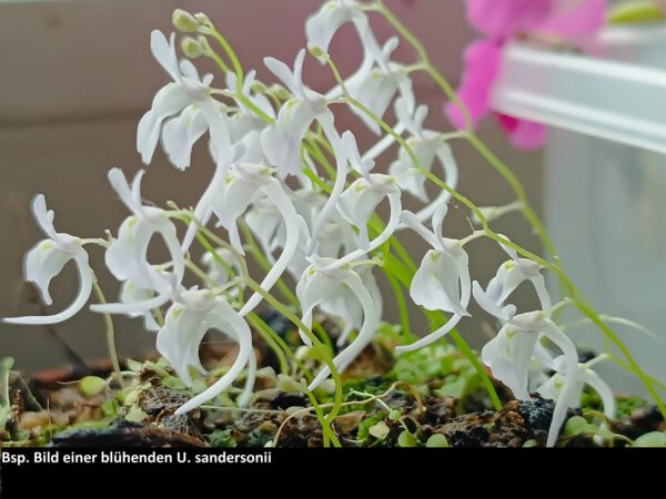 Utricularia sandersonii