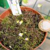 Utricularia bisquamata 'White Flower'