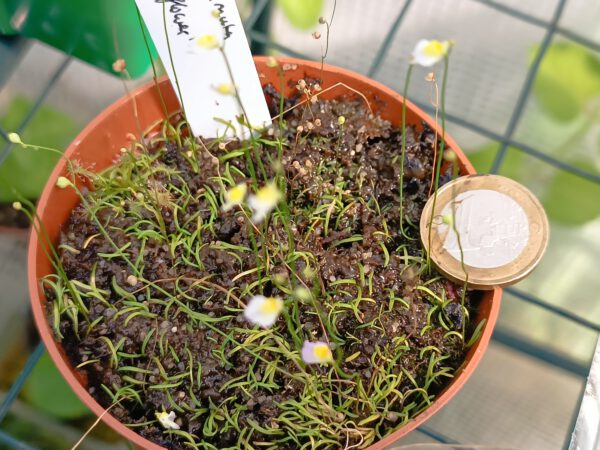 Utricularia bisquamata 'White Flower'
