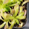 Pinguicula moctezumae x cyclosecta