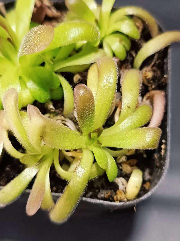 Pinguicula moctezumae x cyclosecta
