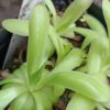 Pinguicula moctezumae x cyclosecta