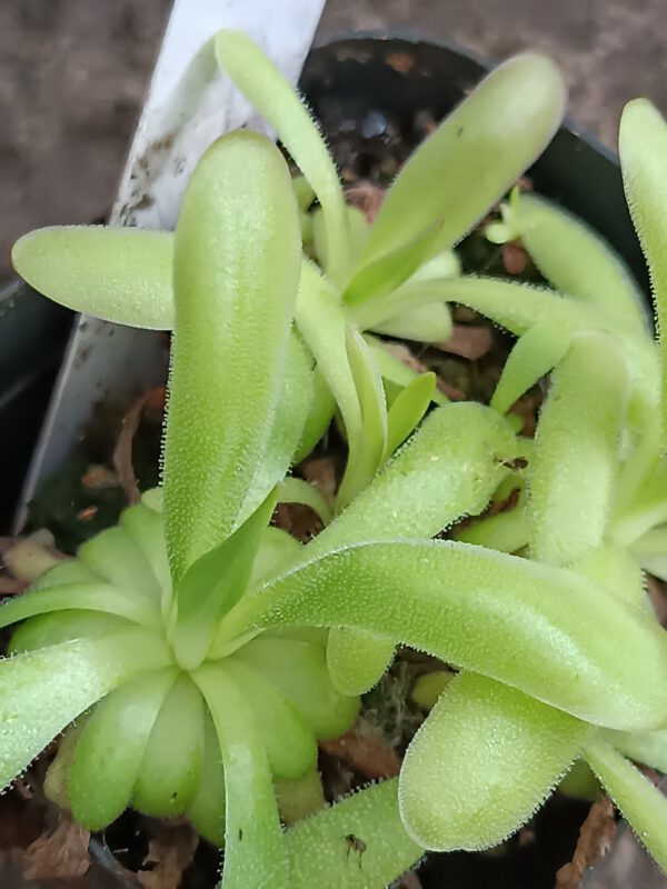 Pinguicula moctezumae x cyclosecta