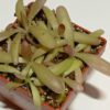 Pinguicula moctezumae x cyclosecta