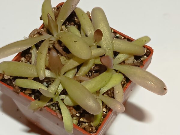 Pinguicula moctezumae x cyclosecta
