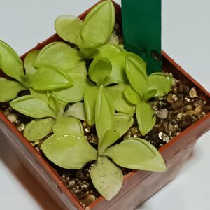 Pinguicula pilosa x crassifolia