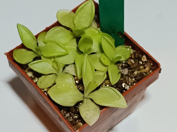 Pinguicula pilosa x crassifolia