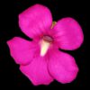 Pinguicula moctezumae x cyclosecta
