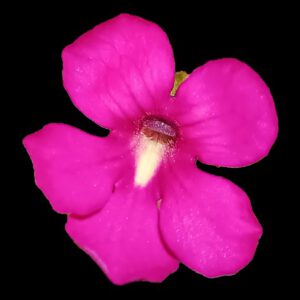 Pinguicula moctezumae x cyclosecta
