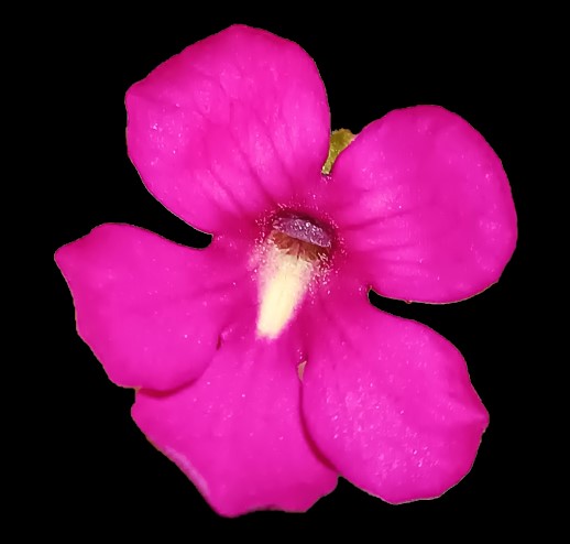 Pinguicula moctezumae x cyclosecta