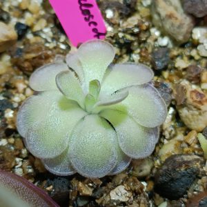Pinguicula cyclosecta