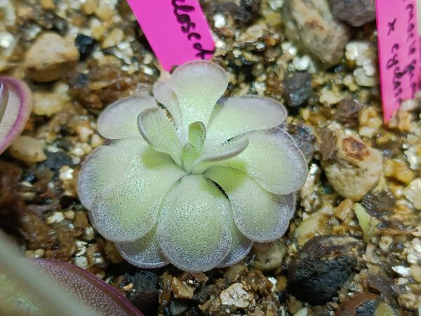 Pinguicula cyclosecta