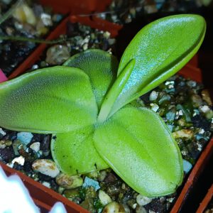 Pinguicula macrophylla