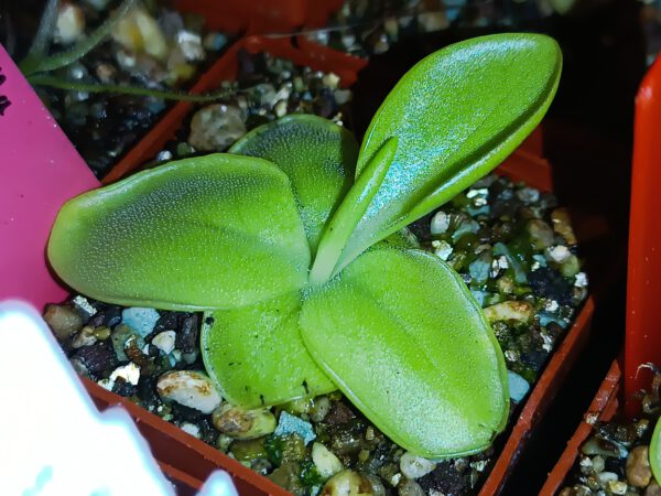 Pinguicula macrophylla