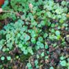 Utricularia pubescens