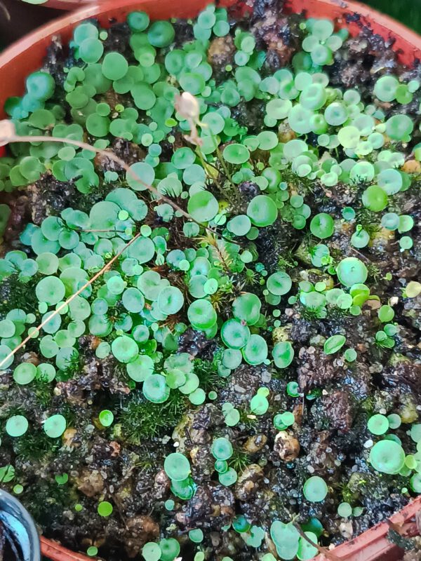 Utricularia pubescens