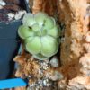 Pinguicula cyclosecta