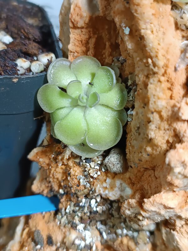 Pinguicula cyclosecta
