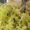 Sphagnum capillifolium