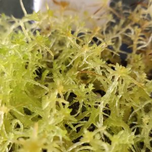 Sphagnum capillifolium