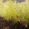 Sphagnum capillifolium