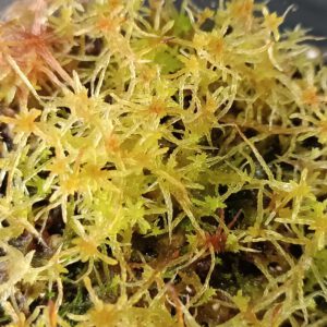 Sphagnum rubellum