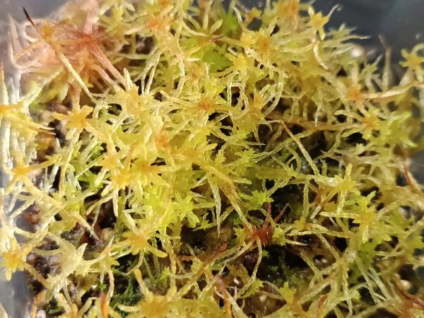 Sphagnum rubellum
