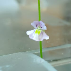Genlisea flexuosa