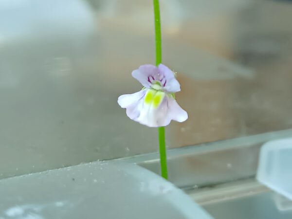 Genlisea flexuosa