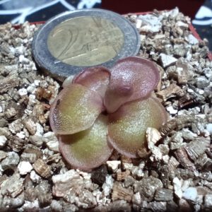 Pinguicula nivalis x laueana