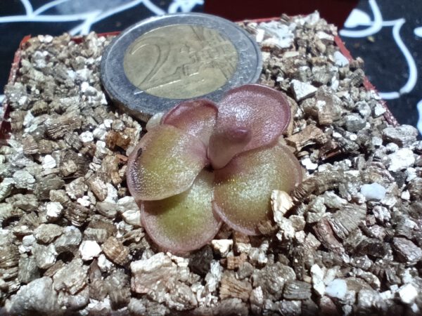 Pinguicula nivalis x laueana