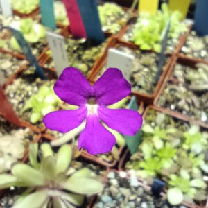 Pinguicula x 'Anna'