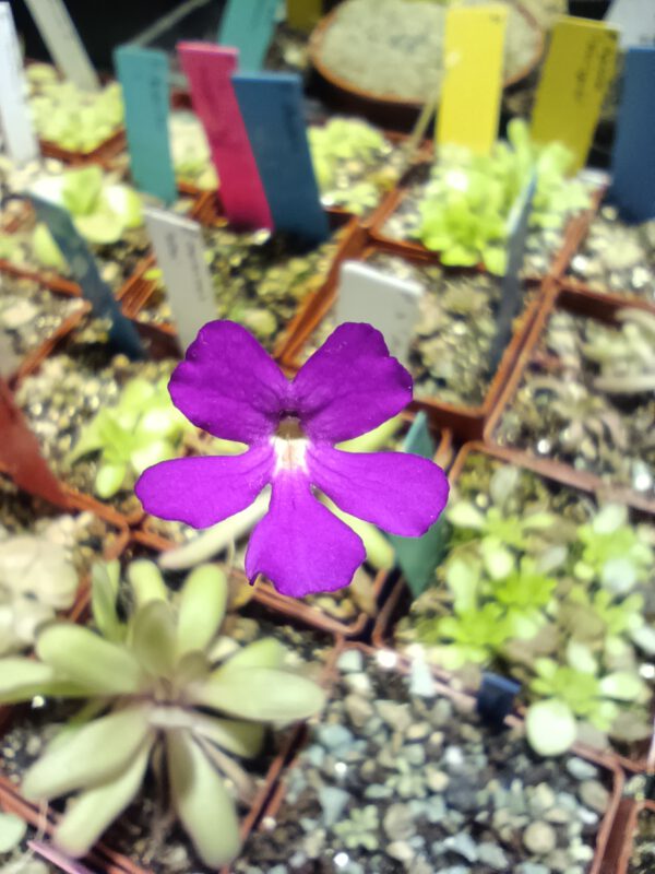 Pinguicula x 'Anna'