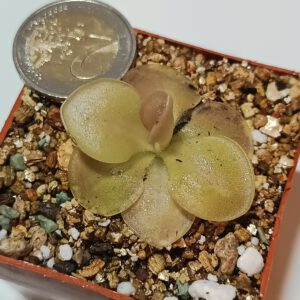 Pinguicula x 'Sethos'