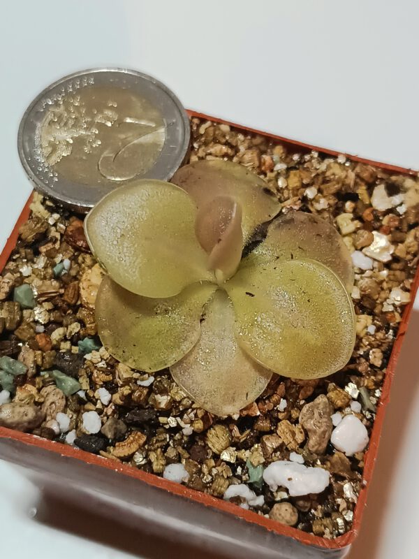 Pinguicula x sethos Fettkraut Karnivore