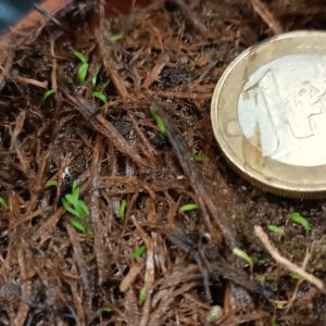U. Simplex Größe S_1 Utricularia simplex Blätter