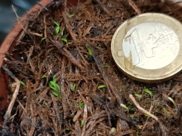 U. Simplex Größe S_1 Utricularia simplex Blätter