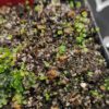 U. aureomaculata (Merosipan Tepui) Utricularia aureomaculata Wasserschlauch Karnivore