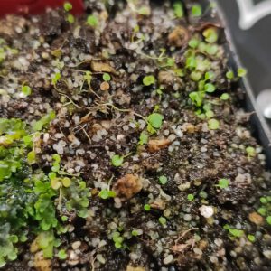 Utricularia aureomaculata
