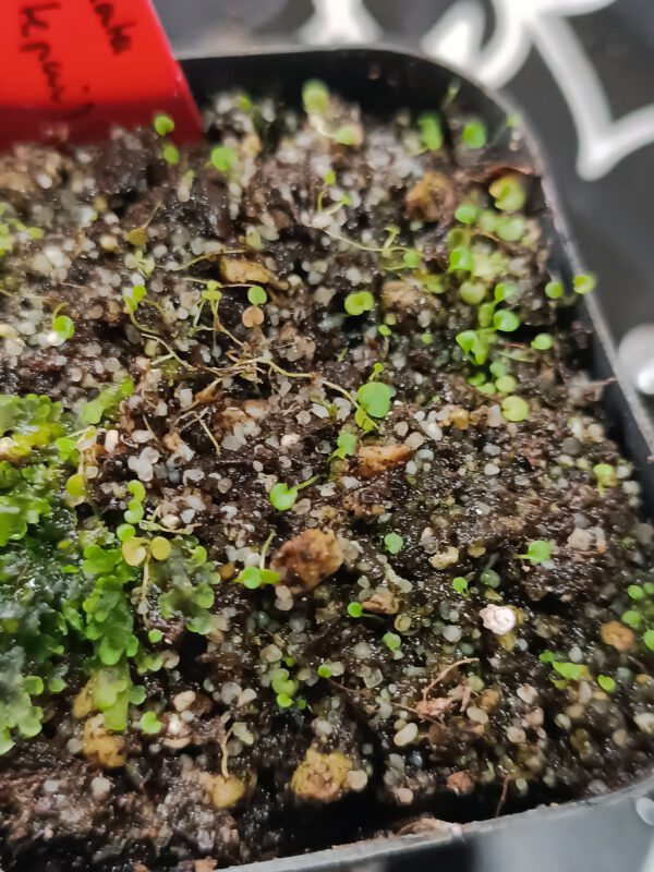Utricularia aureomaculata