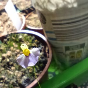 Utricularia bisquamata "Betty's Bay"